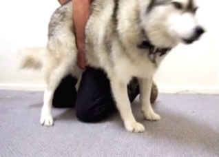 My husky is ready for the sex