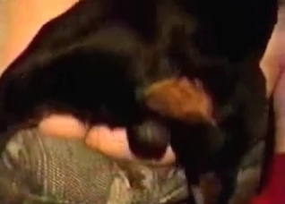 Fast banging with a dog
