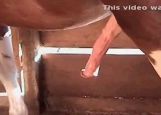 Horse sex action in the barn