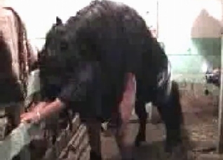 Vintage farm sex with a horse