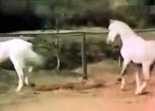 Stunning horse sex compilation