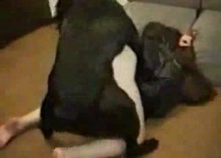 Black dog impales a nice booty