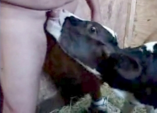 Cute lamb licks my hard dick
