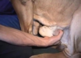 Holding dog balls in the bedroom