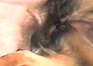 Filthy missionary sex with a dog