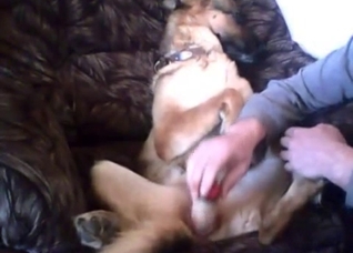 Fucking his dog's pussy with a toy